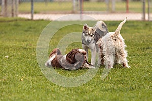 Lhasa Apso and a Siberian husky dog mix play