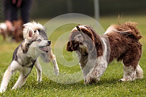 Un siberiano rauco il cane mescolare giocare 