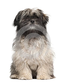 Lhasa apso sitting