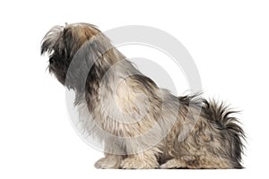 Lhasa apso sitting
