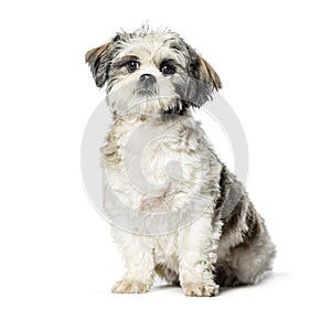 Lhasa Apso sitting in front of white background