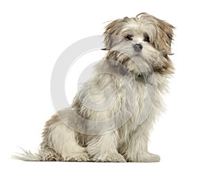 Lhasa apso sitting, isolated