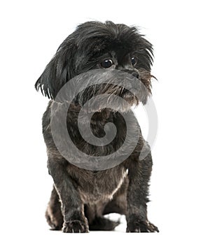 Lhasa Apso sitting, isolated