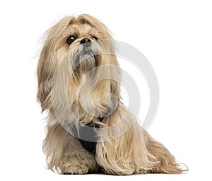 Lhasa apso sitting