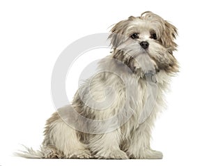 Lhasa apso sitting, isolated