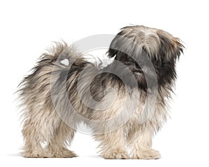 Lhasa apso standing