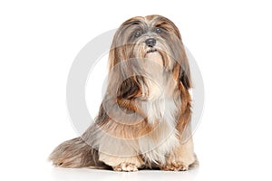 Lhasa Apso on a white background