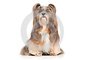 Lhasa Apso on a white background