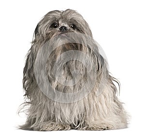 Lhasa apso, 2 years old, sitting in front of white background
