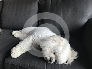 LhasaPoo taking a nap