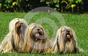 LHASSA APSO