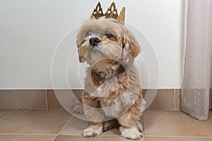 Lhassa Apso dog with crown