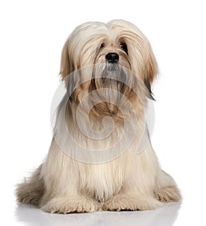 Lhassa Apso, 9 months old