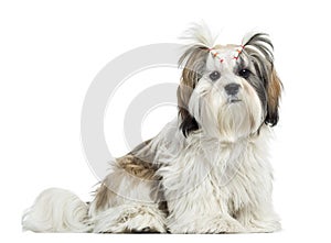 Lhassa apso sitting, looking at the camera, isolated