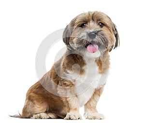 Lhassa apso sitting, panting, isolated