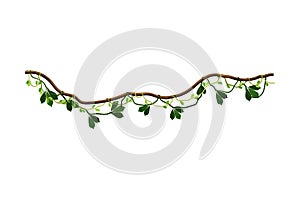 Liana as Long-stemmed Woody Vine Climbing and Tangled Around Tree Vector Illustration