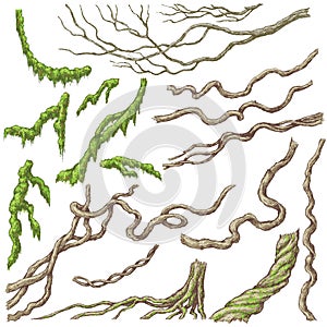 Liana Branches Sketch photo