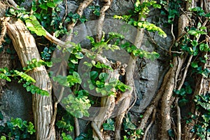 Liana Campsis stems with dentate leaves attached to coarse stone wall