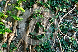 Liana Campsis stems with dentate leaves attached to coarse stone wall