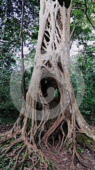 The Liana that covered the trunk of the ficus to his death in Boabeng Fiema Monkey Sanctuary, Techiman, Ghana