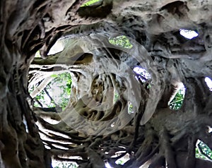 The Liana that covered the trunk of the ficus to his death in Boabeng Fiema Monkey Sanctuary, Techiman, Ghana