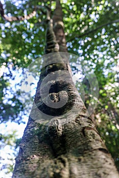 Liana detail in tropical jungle, Cuba