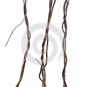 Liana, jungle climbing vines set isolated on white background, c photo