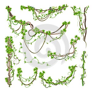 Liana or jungle plant greenery winding branches