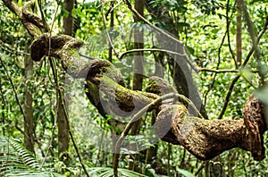 Liana in rainforest