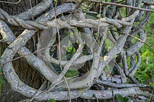 Liana or twisted jungle vines knotted around each other under green trees in a rainforest garden, southeast Asia, no people
