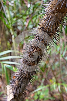 Liana vine covered in black thorns spines in tropical rain forest