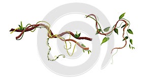 Liana or vine winding branches cartoon vector illustration. Jungle tropical climbing plants.