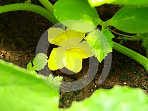 Yellow flowers of young green cucumber.