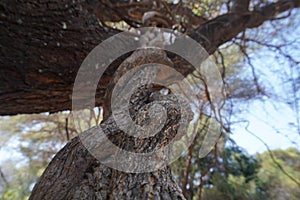 Lianas climbing up the trunk of a tree.