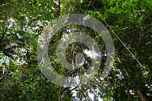 Lianas dangling and sunlight from the rainforest canopy in phuket thailand. photo