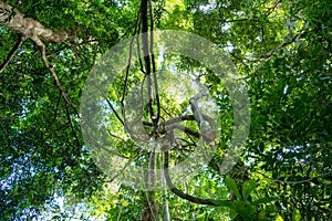 Lianas dangling and sunlight from the rainforest canopy in phuket thailand