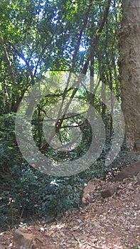 Lianas found in the forest