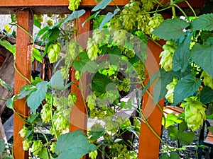 Lianas of Humulus with green leaves and seed cones flowers climb along the wooden fence