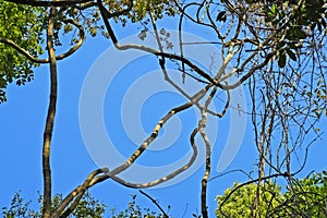 Lianas on tropical rainforest, Rio