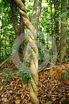 Lianas winding through the rainforest.