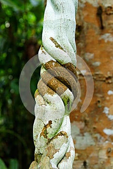 Lianas winding through the rainforest.