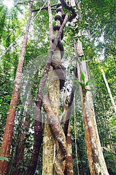 Lianas winding through the rainforest.
