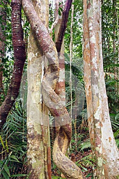 Lianas winding through the rainforest.