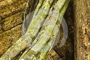 A liane and a tree trunk photo