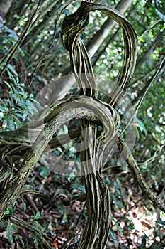 Lianes French lianes of a bizarre curved shape tied in a knot in a subtropical forest against a background of green trees. photo