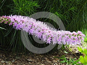 Liatris Spicata or Gayfeather flower attracts butterflies photo
