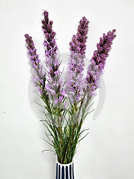 Liatris or Gayfeather in the vase photo