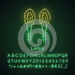 Liatris neon light icon. Blazing star blooming flower with name inscription. Dwarf gayfeather plant. Spicata kobold photo