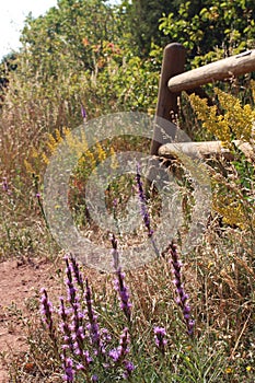 Liatris and oOther Wildflowers Growing Along a Desert Trail in Colorado