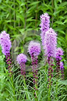 Liatris spicata